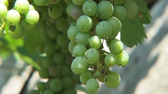 Kein Pfälzer Weinfest in diesem Jahr in Bad Klosterlausnitz