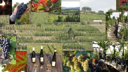 Tag des offenen Weinberges auf dem Käuzchenberg