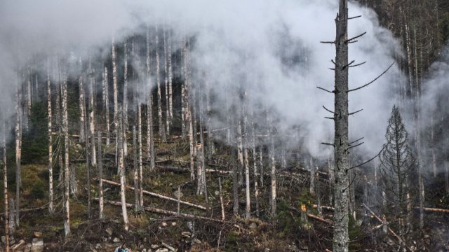 NABU-Forderung: Waldschutzgebiete schonen