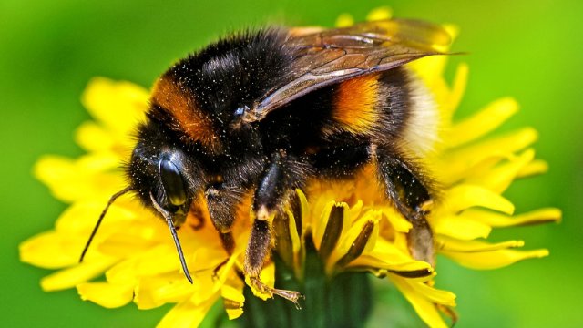 Insektensommer 2022: Hummeln an der Spitze