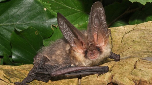 Fledermausnächte in Thüringen