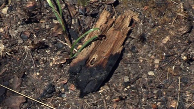Waldbrand-Rekordjahr in Thüringen