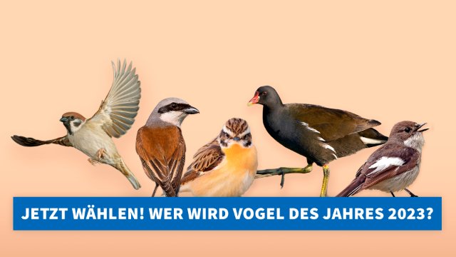 Wer wird Vogel des Jahres 2023?