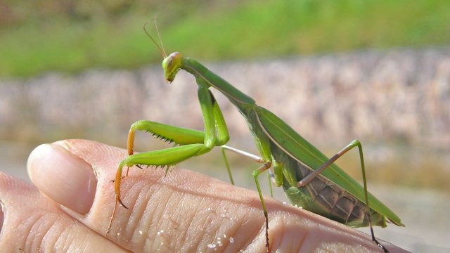 Gottesanbeterinnen in Thüringen angesiedelt