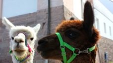 Herbstferien auf der Leuchtenburg