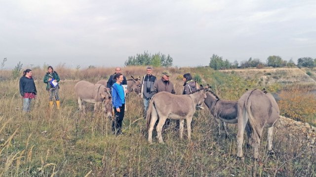 Esel weiden in alter Tongrube 