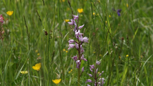 Zweckverband „Orchideenregion Jena“ wird aufgelöst