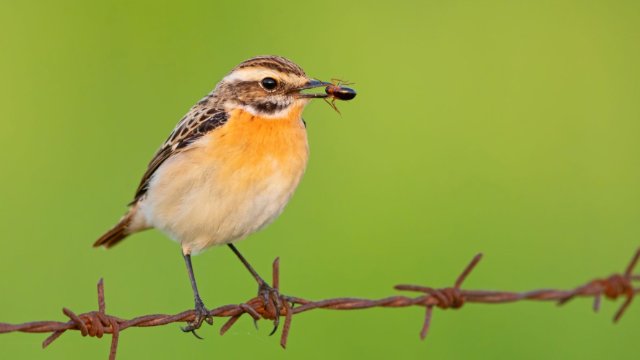 Braunkehlchen ist Vogel des Jahres 2023 
