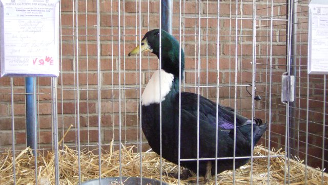 Rassegeflügelausstellung in Laasdorf Jena TV Sehen, was bewegt.