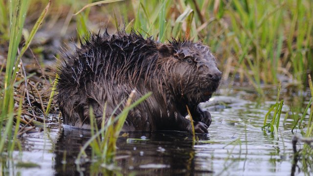 Bibermanagement vor dem Aus?  