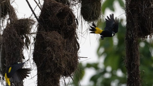 Phyletisches Museum: Neues Exponat in Sonderausstellung