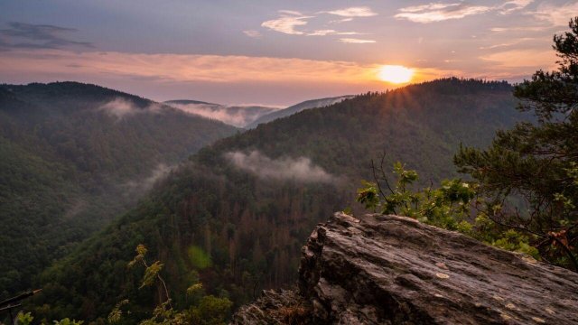 Online-Filmpremiere: Wälder ohne forstliche Nutzung in Thüringen