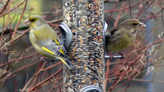 NABU Thüringen gibt Tipps zur Vogelfütterung