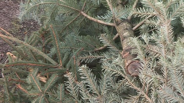 Entsorgungstermine für Weihnachtsbäume