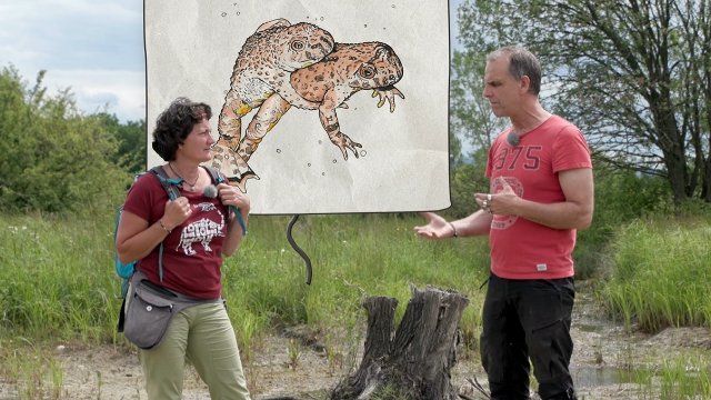 Kurzfilm über Gelbbauchunken 