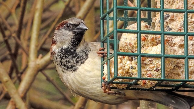 „Stunde der Wintervögel“: Weniger Vögel am Futterhaus