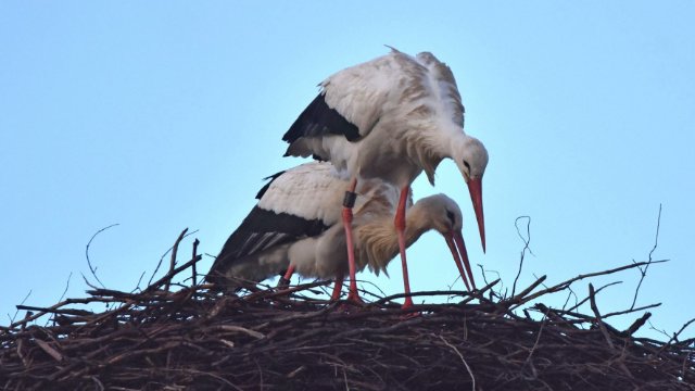 Erste Weißstörche kehren aus Winterquartieren zurück