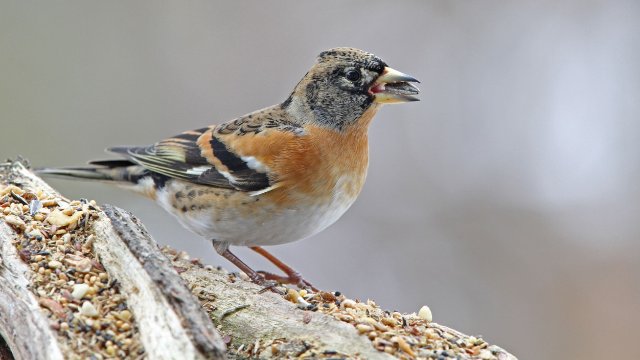 Vogelinventur in Thüringen