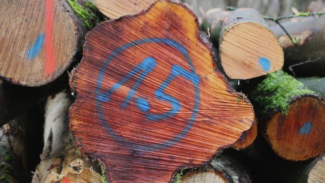 Baum- und Strauchrodungen in Jena-Nord