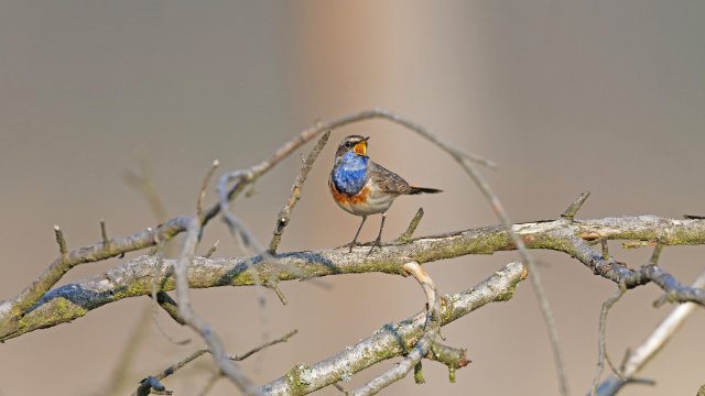 „Langer Tag der Natur“ – Veranstaltungen  melden