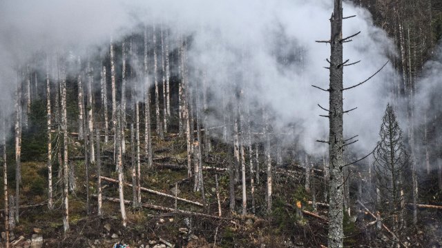 NABU Thüringen fordert natürliche Wiederbewaldung