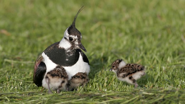 NABU Thüringen fordert Fertigstellung der Managementpläne für EU Vogelschutzgebiete