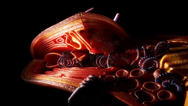 Bakterienzelle im 3D-Modell