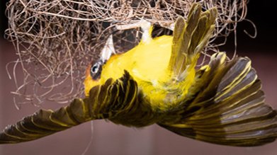 Phyletisches Museum: Sonderausstellung zu tierischen Baumeistern verlängert