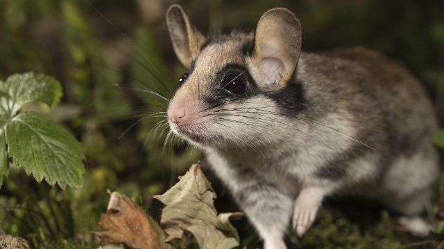 BUND startet bundesweit Aktionen für den Gartenschläfer