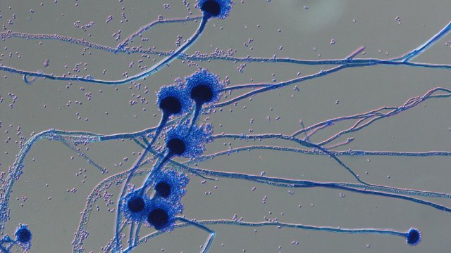 Mehr Investitionen in Pilzinfektions-Forschung gefordert