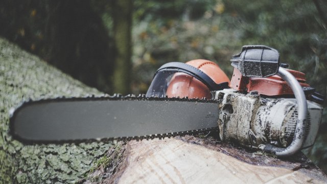 Baumfällungen in der Erlanger Allee