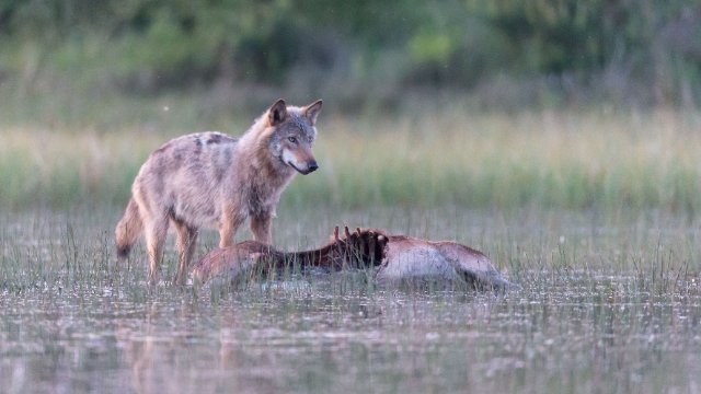 NABU fordert: Keine Hetzjagd auf Wölfe!