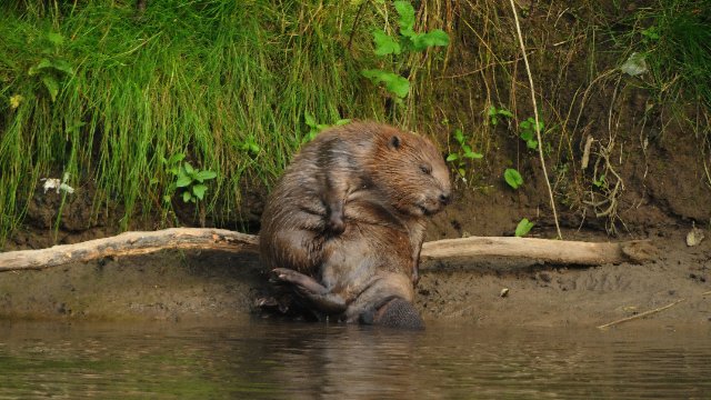 Deutlich mehr Biber in Thüringen