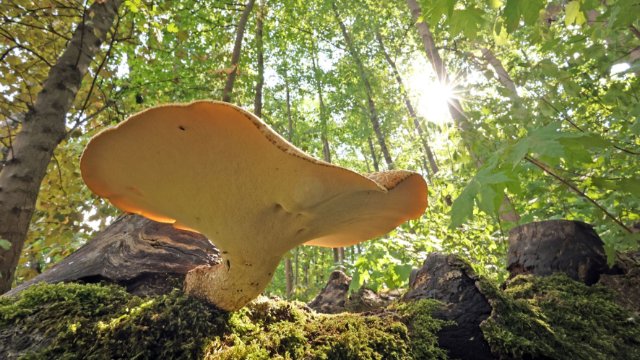 Internationaler Tag des Waldes