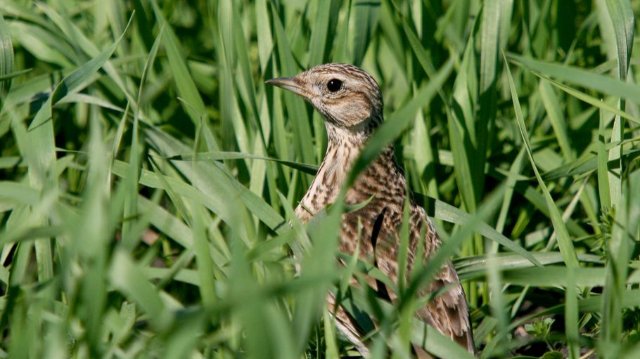 Rücksicht auf Tier- und Pflanzenwelt 