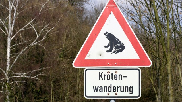 Achtung: Amphibien wandern schon in Thüringen 