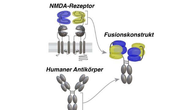 Therapeutikum gegen „Feuer im Gehirn“
