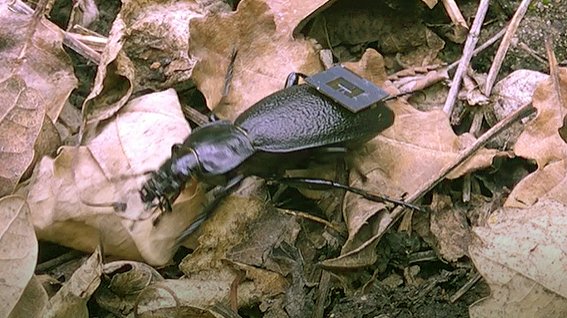 Hitzestress: Hilfe für Insekten 