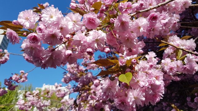Frühlingskonzert des Sinfonieorchesters Carl Zeiss Jena