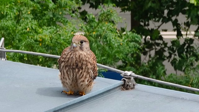 Stadt-Hinweise zu Tieren im Wald