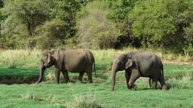 Studie: Große Tiere gehen es langsamer an