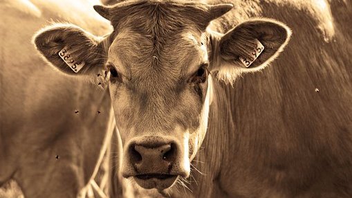 Jungzüchterwettbewerbe in Laasdorf 