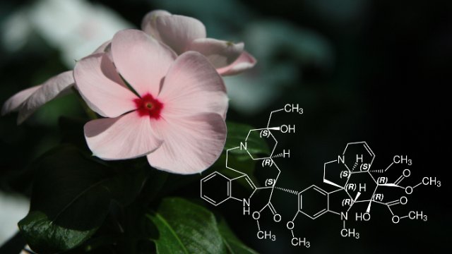 Forschung zur Biosynthese von Naturstoffen