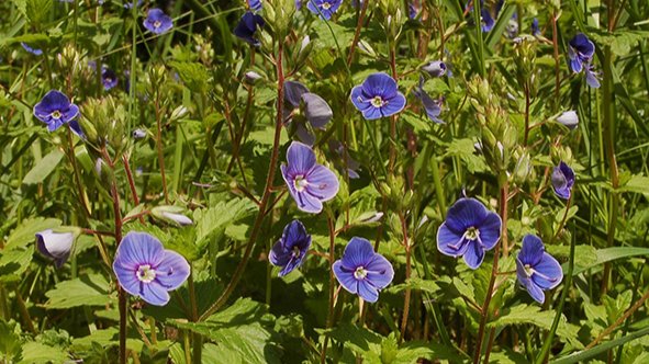 ThüringenForst informiert zum Essensammeln im Wald