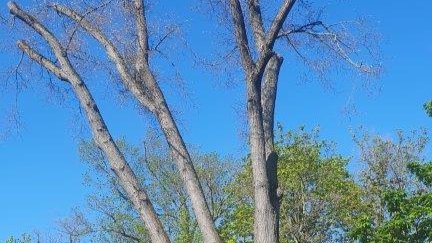 Linde in Jena-Ost gefällt