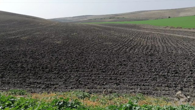 Mikroorganismen speichern Kohlenstoff in Böden