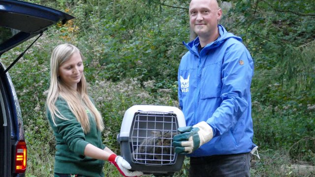 NABU fordert dazu auf, Wildkatzen im Wald zu lassen
