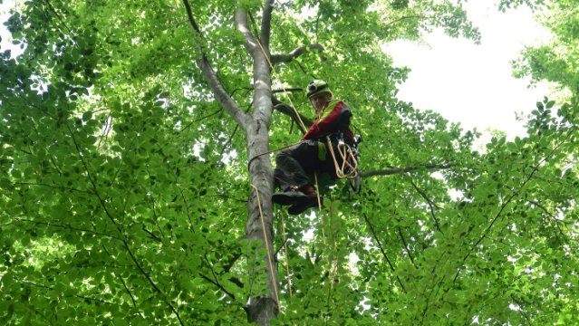 Waldbodenzustandserhebung in luftiger Höhe