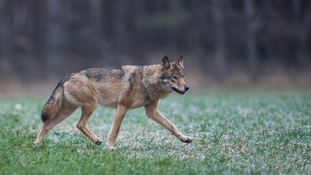 NABU fordert mehr Akzeptanz für den Wolf 