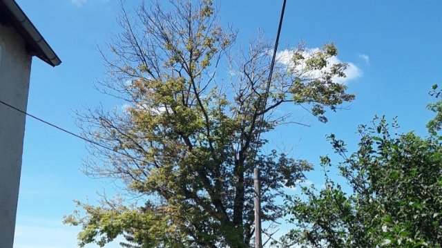 Ahorn am Burgweg muss gefällt werden